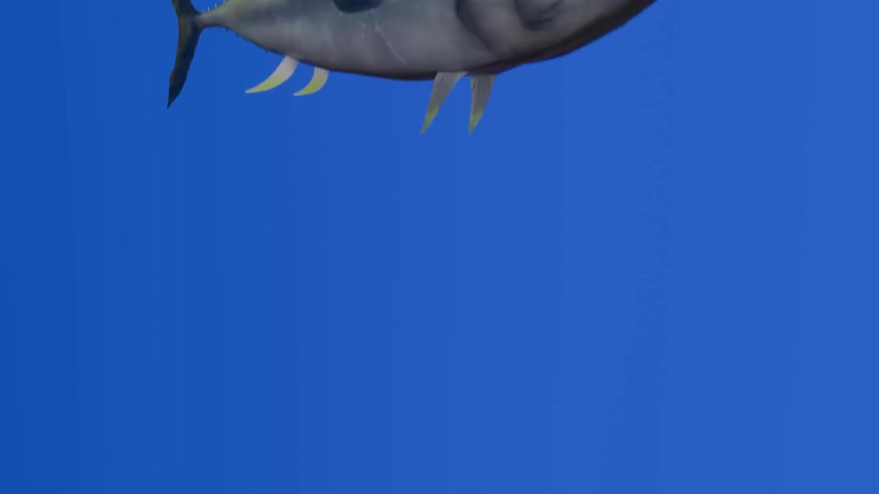 W3qKVCswajg