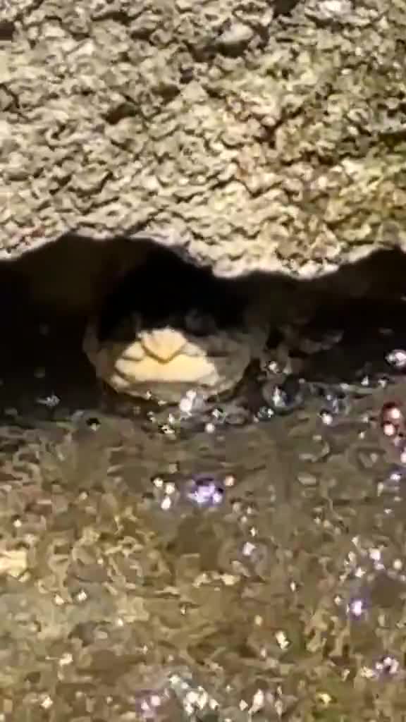 I had no idea turtles eat snakes