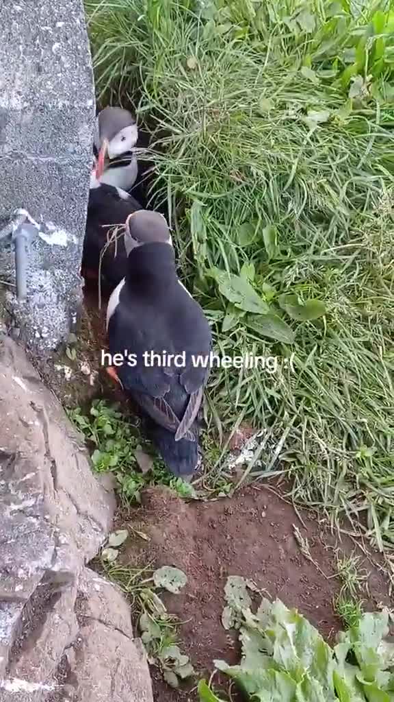 Puffins mate for life. He’s just a good wingman.