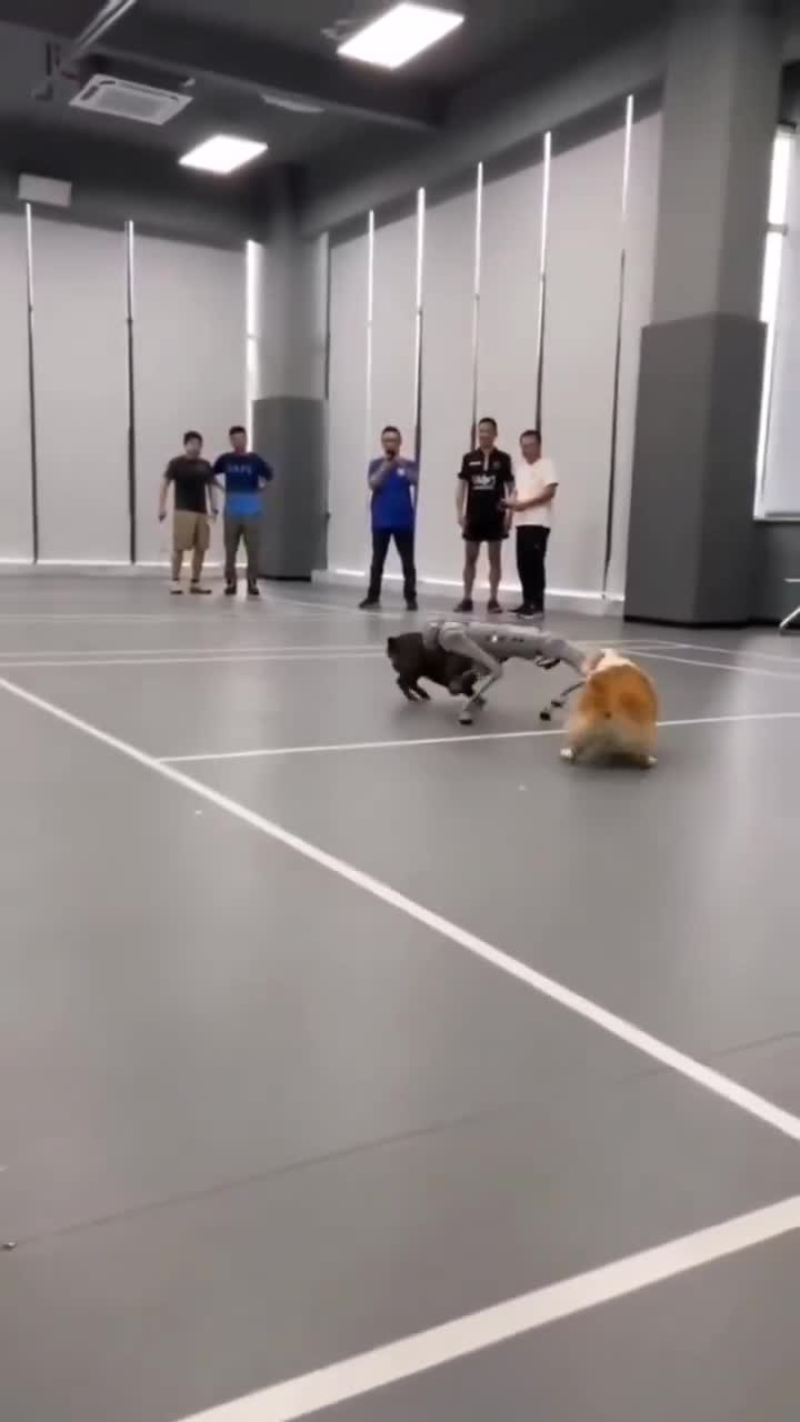 Gm ... Dog vs technology. Who's win... comment must