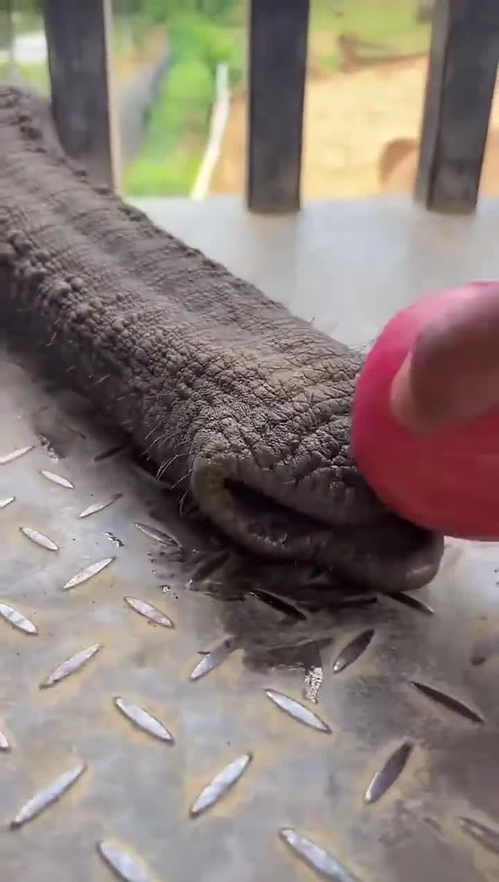 Let's all take a moment to reflect on the fact that elephants have an extra appendage that is also their nose. It's one of the most amazing things in all of nature.