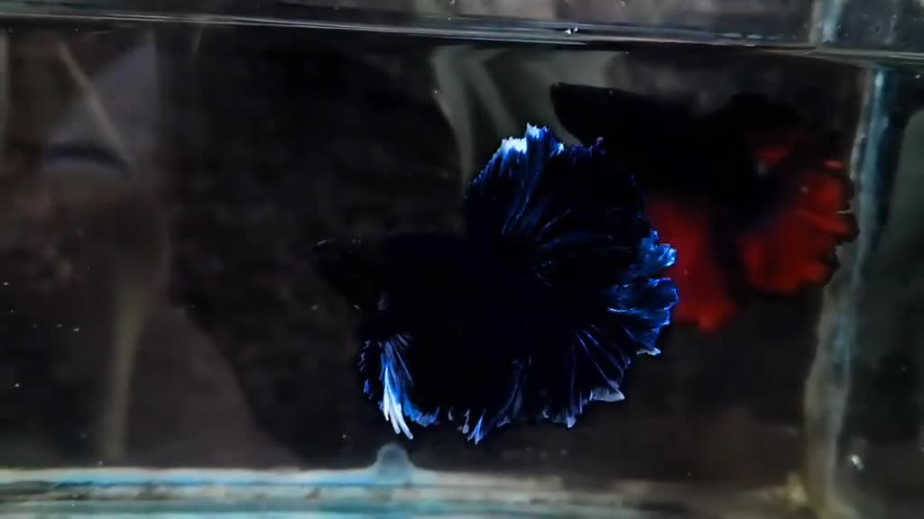 A stunning Betta masterpiece