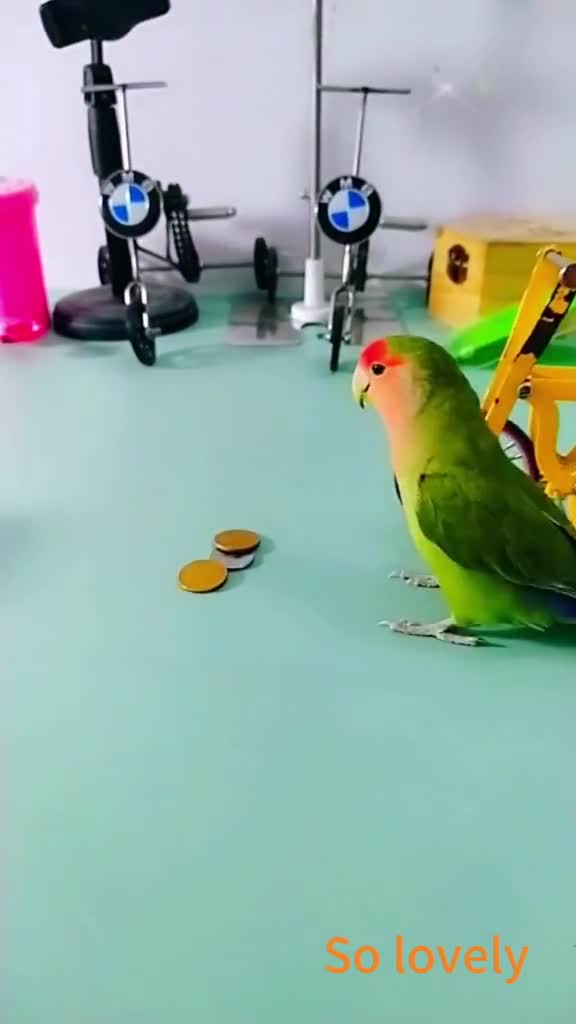 The smart parrot participates in a bike race