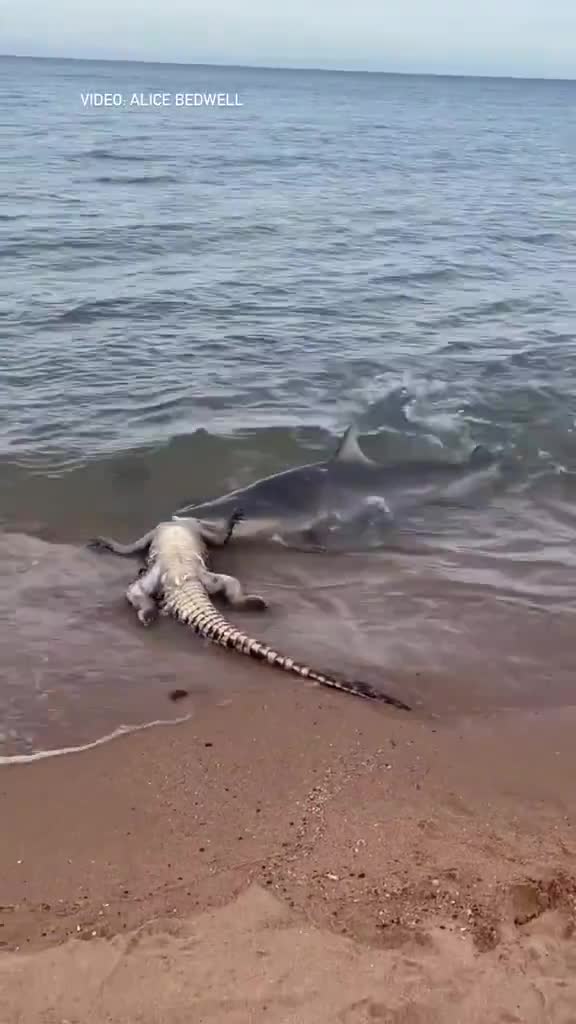 Bull Shark claims a Crocodile