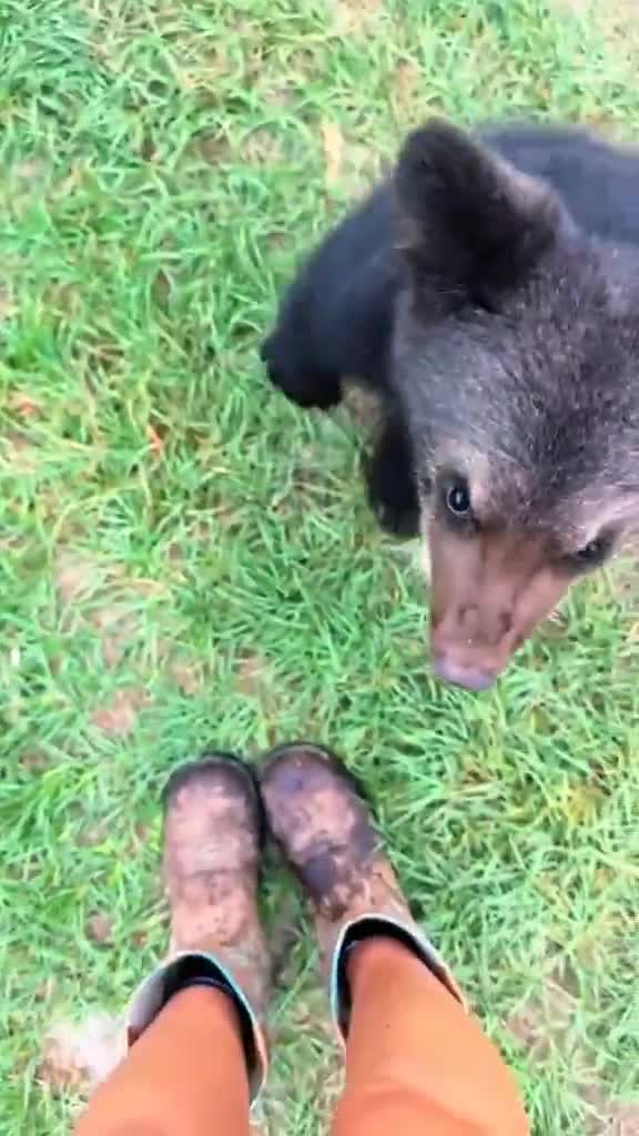 Baby bear attack