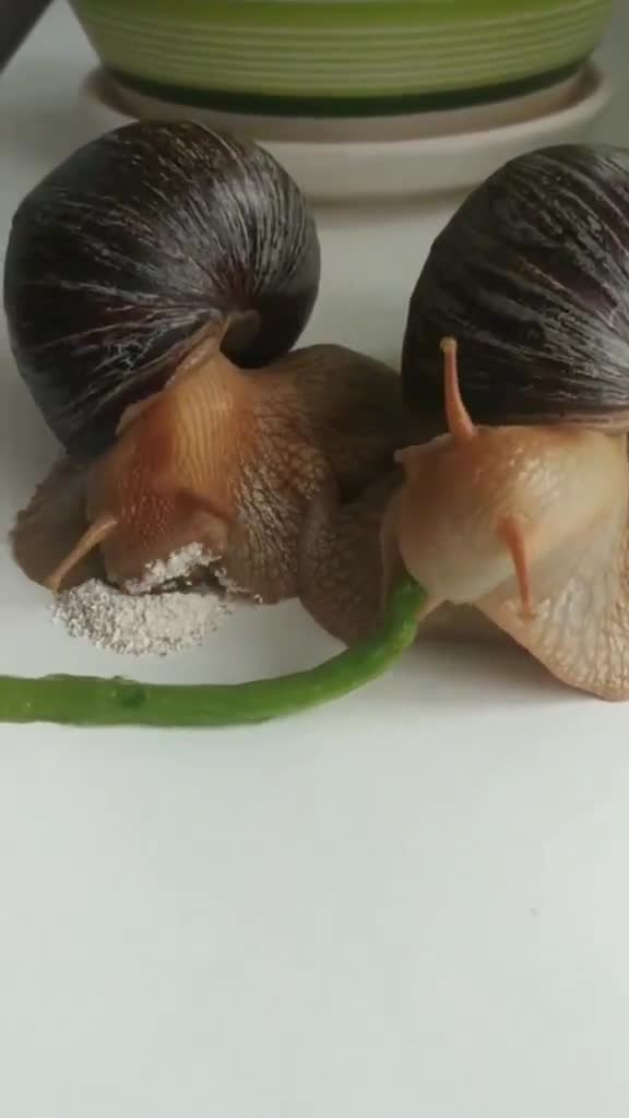 I forgot that snails had mouths