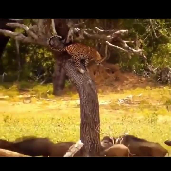 Surrounded by wild boars, a leopard jumps down, grabs one, and climbs back up.