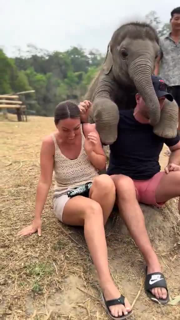 Baby elephants think humans are so cute and want to hug us