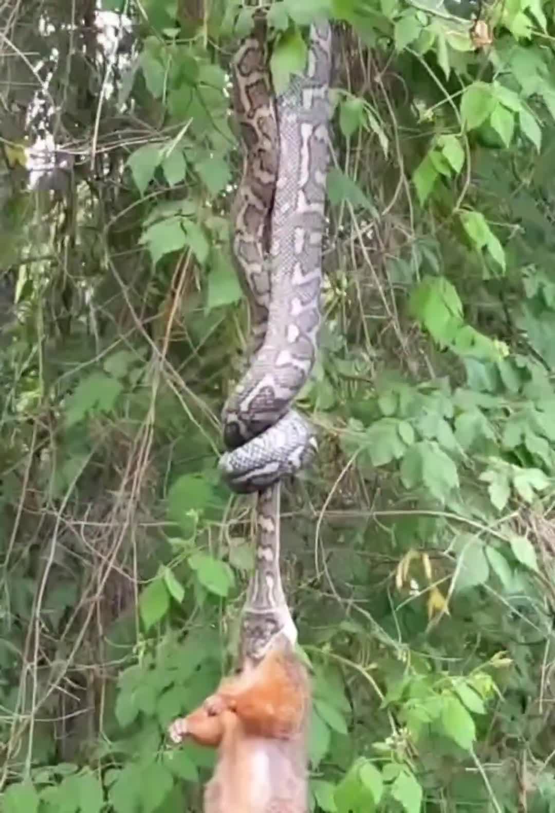 Snake starts the meal head first