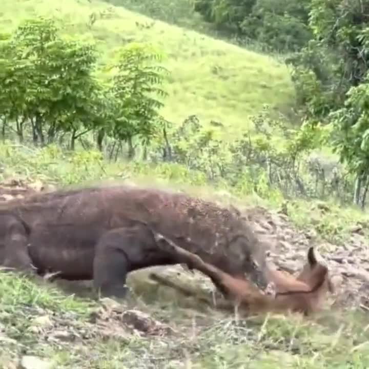 Only In few seconds for the komodo dragon to hunt and swallow its prey
