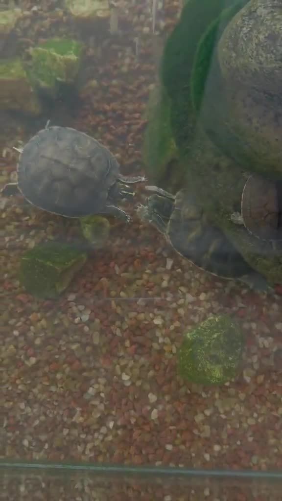 What are these turtles doing