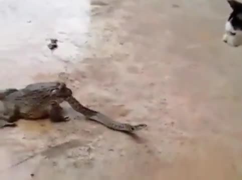 A snake fighting a cat while being eaten by a frog...