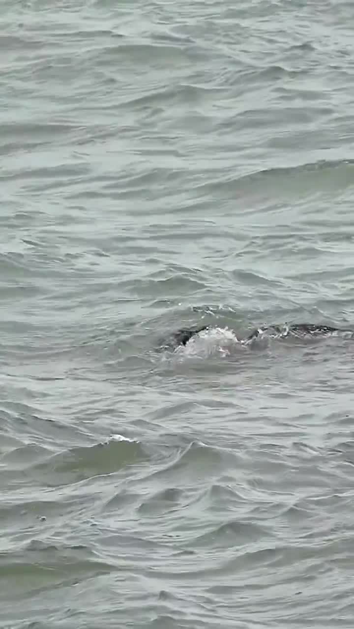 The eagle caught a Pámpano fish