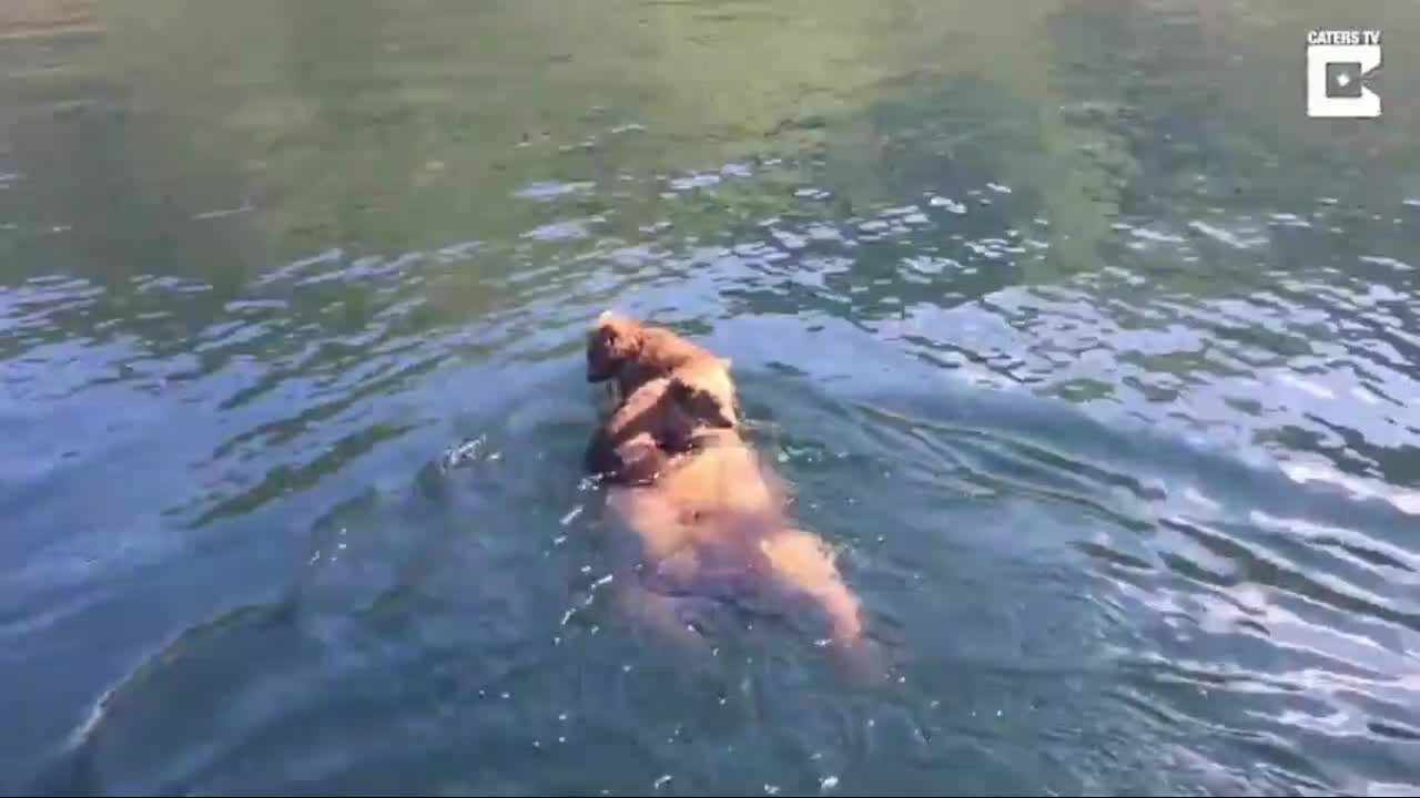 A rare moment a mother bear carries her cub across a lake in search of food.