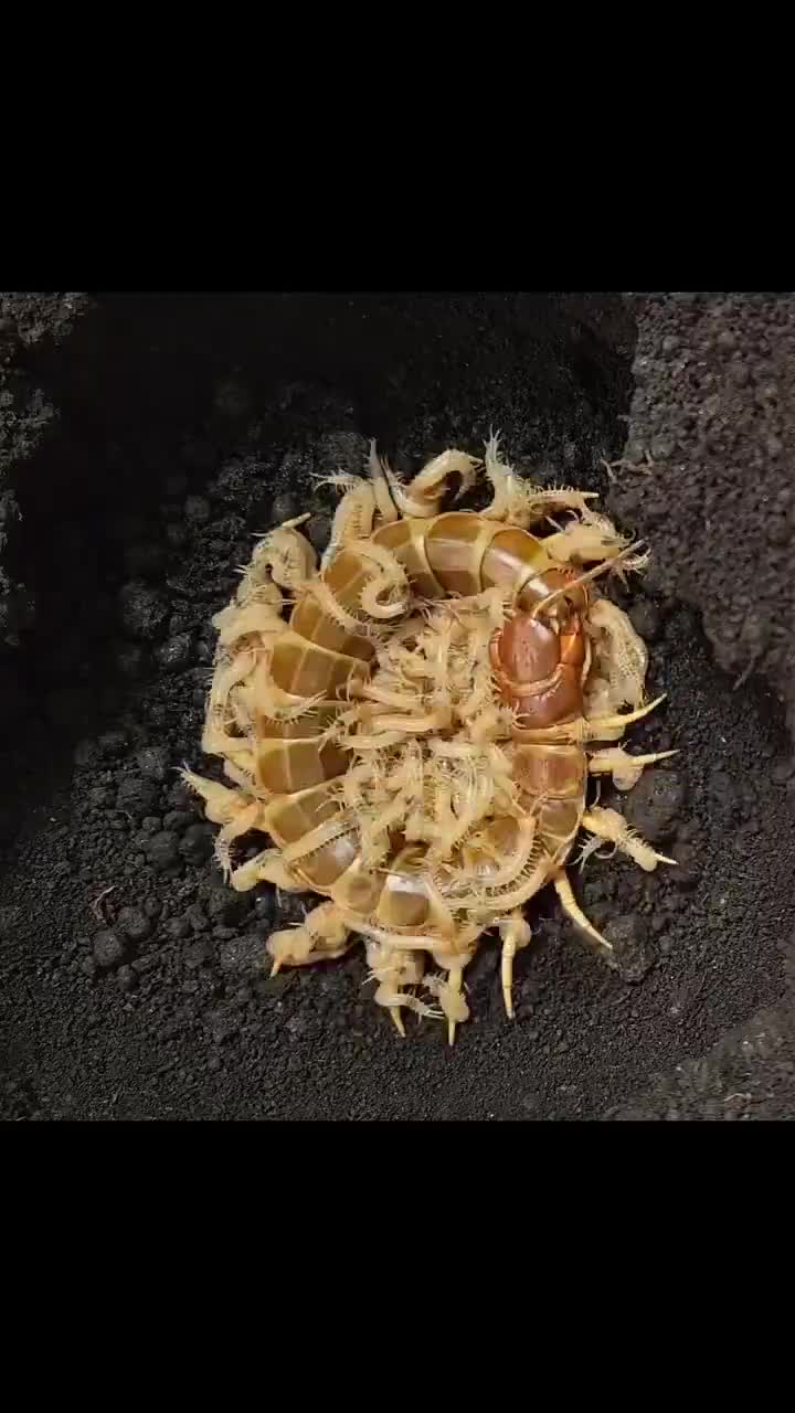 Centipedes are some of the best moms amongst invertebrates