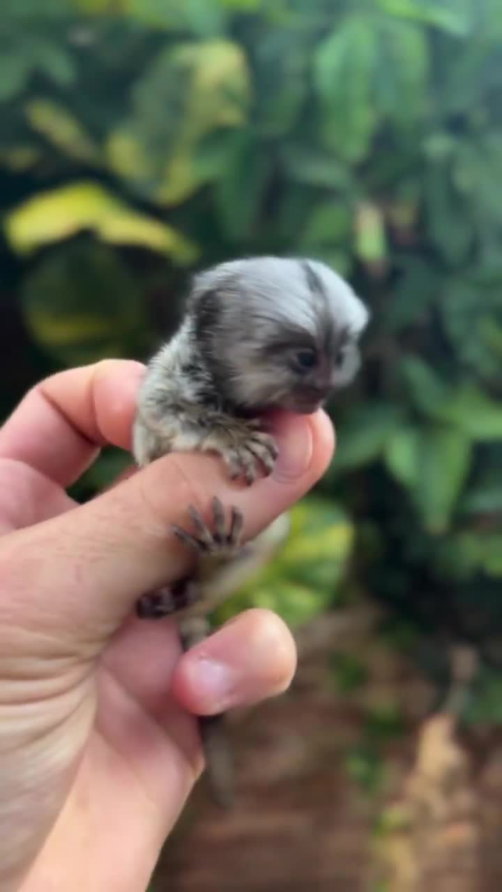 Size of a marmoset monkey