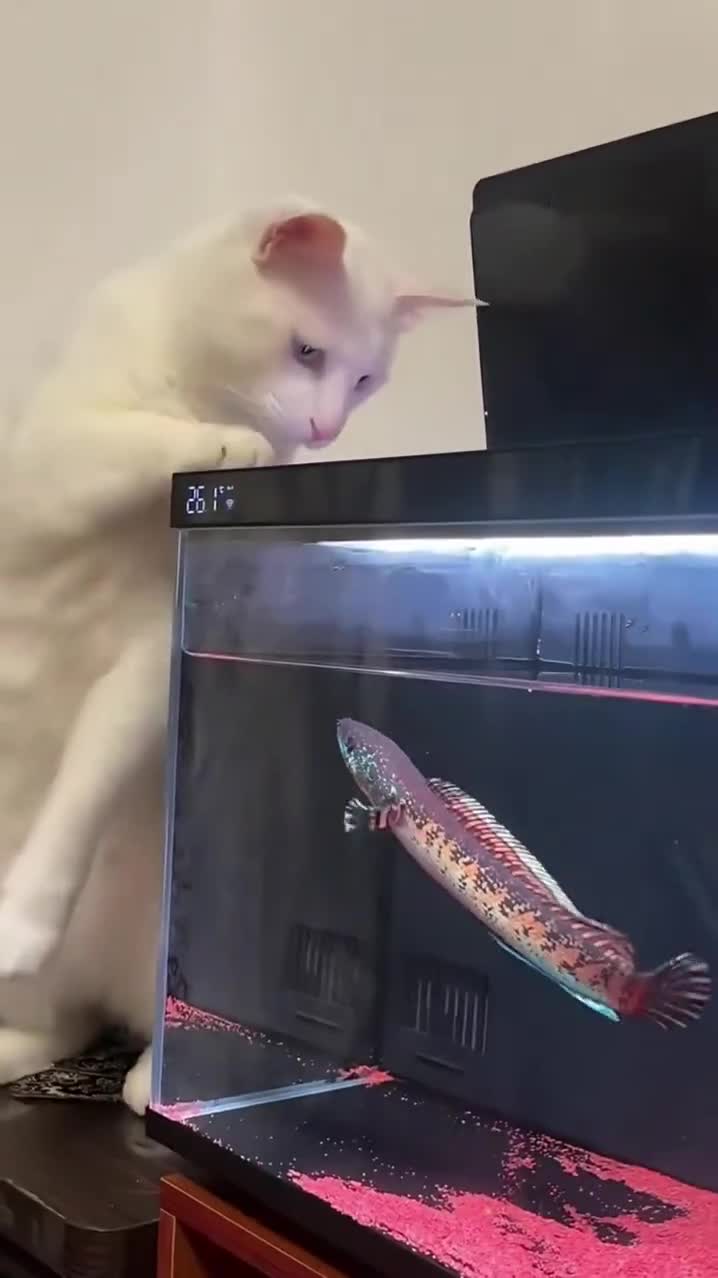 When the cat and the fish face off