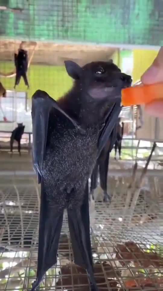 This bat being hand-fed fruit is way cuter than I expected