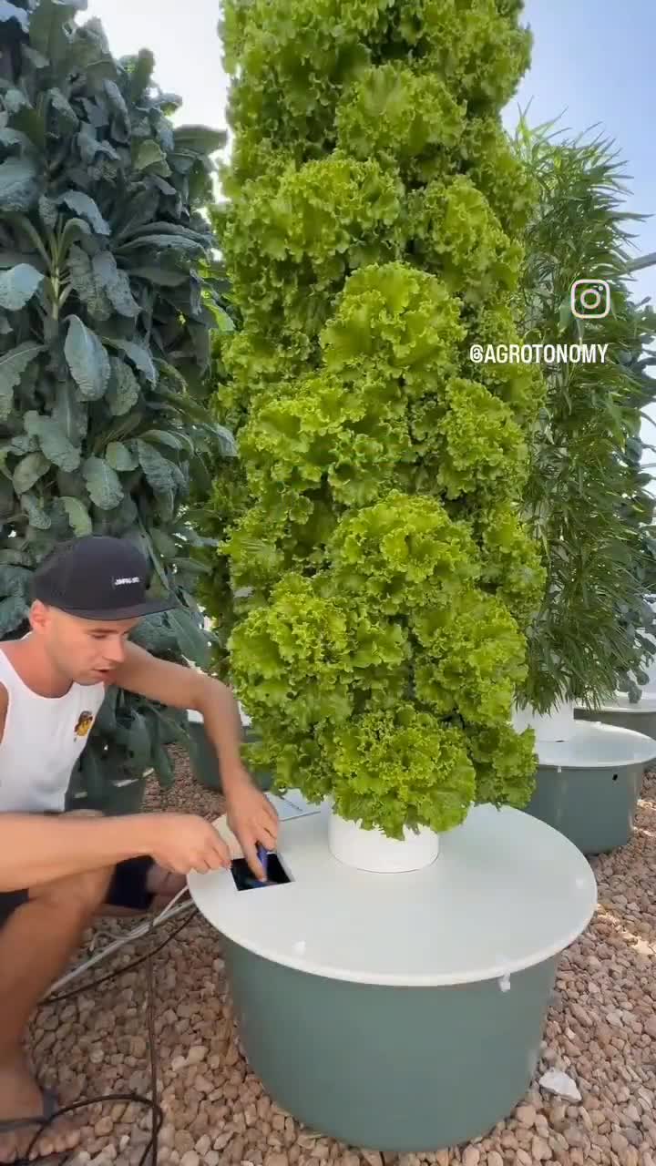Taking care of and harvesting fresh, homegrown vegetables