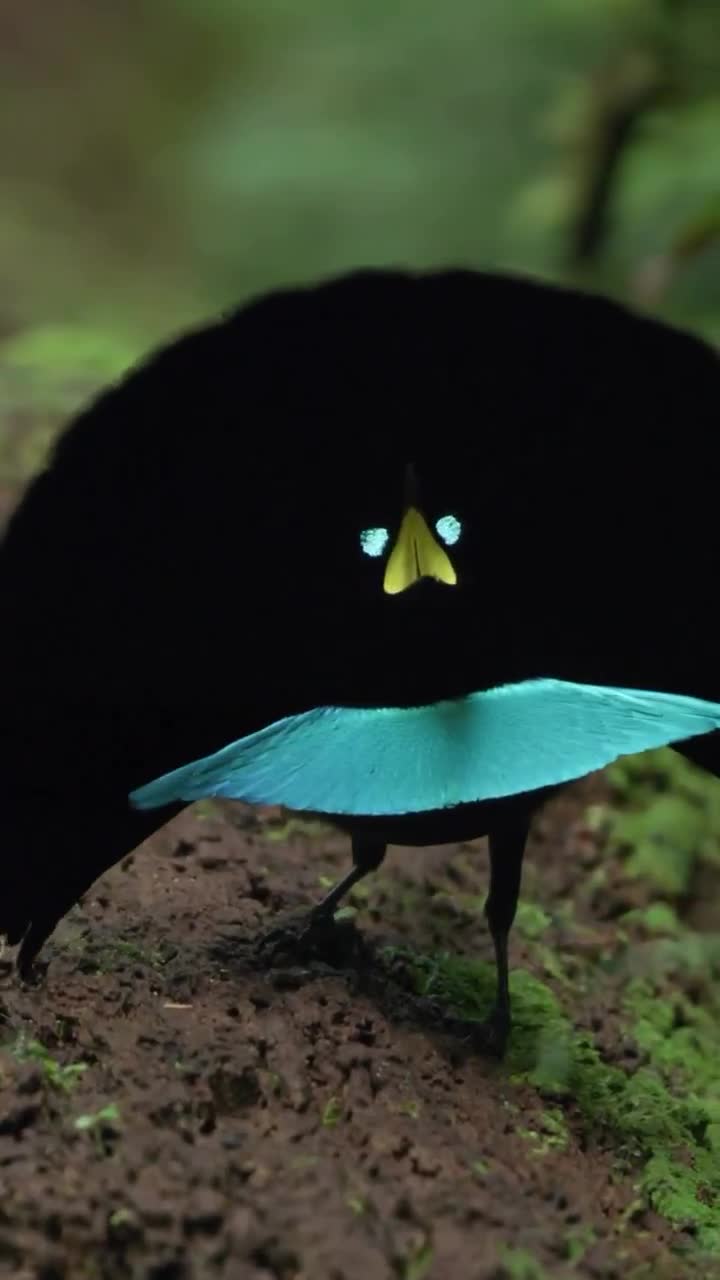 Courtship dance of the Vogelkop Superb Bird-of-Paradise