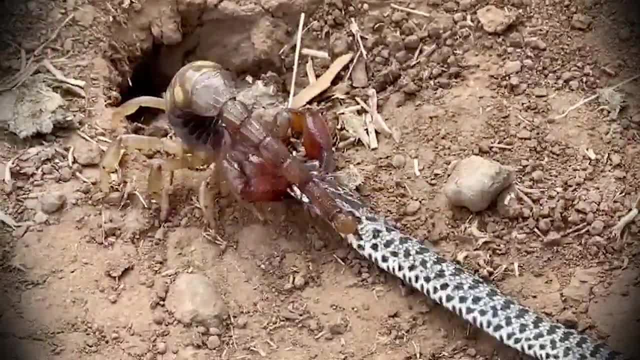 Scorpion cracks a snake’s head and drags it into its den
