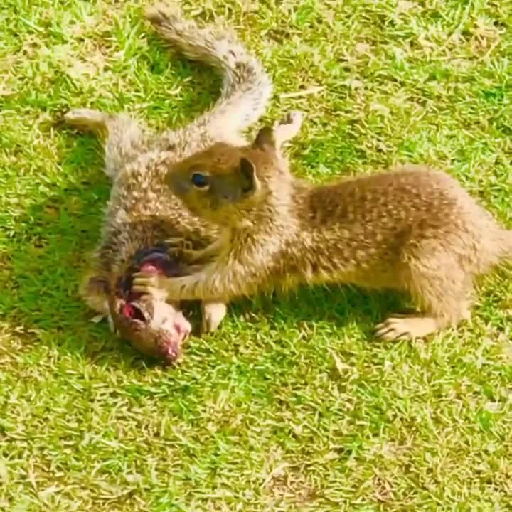 Nature doesn’t care, a squirrel devours another