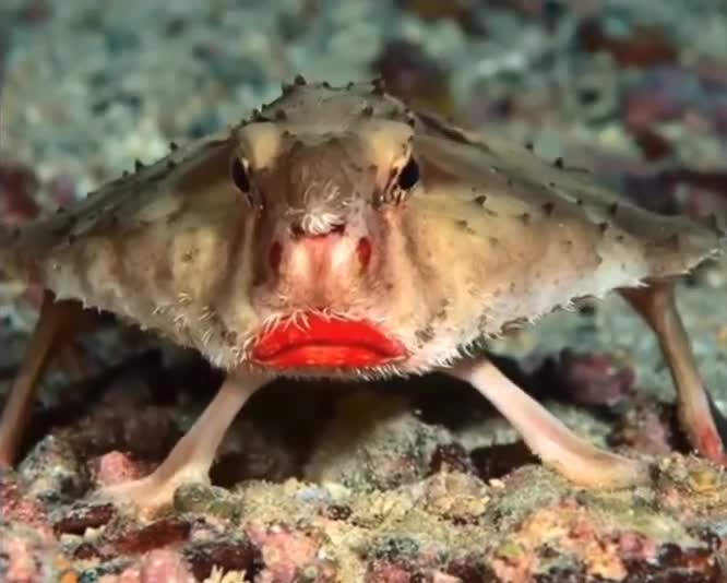 The red-lipped batfish of the Galapagos islands walks on the ocean floor using its fins