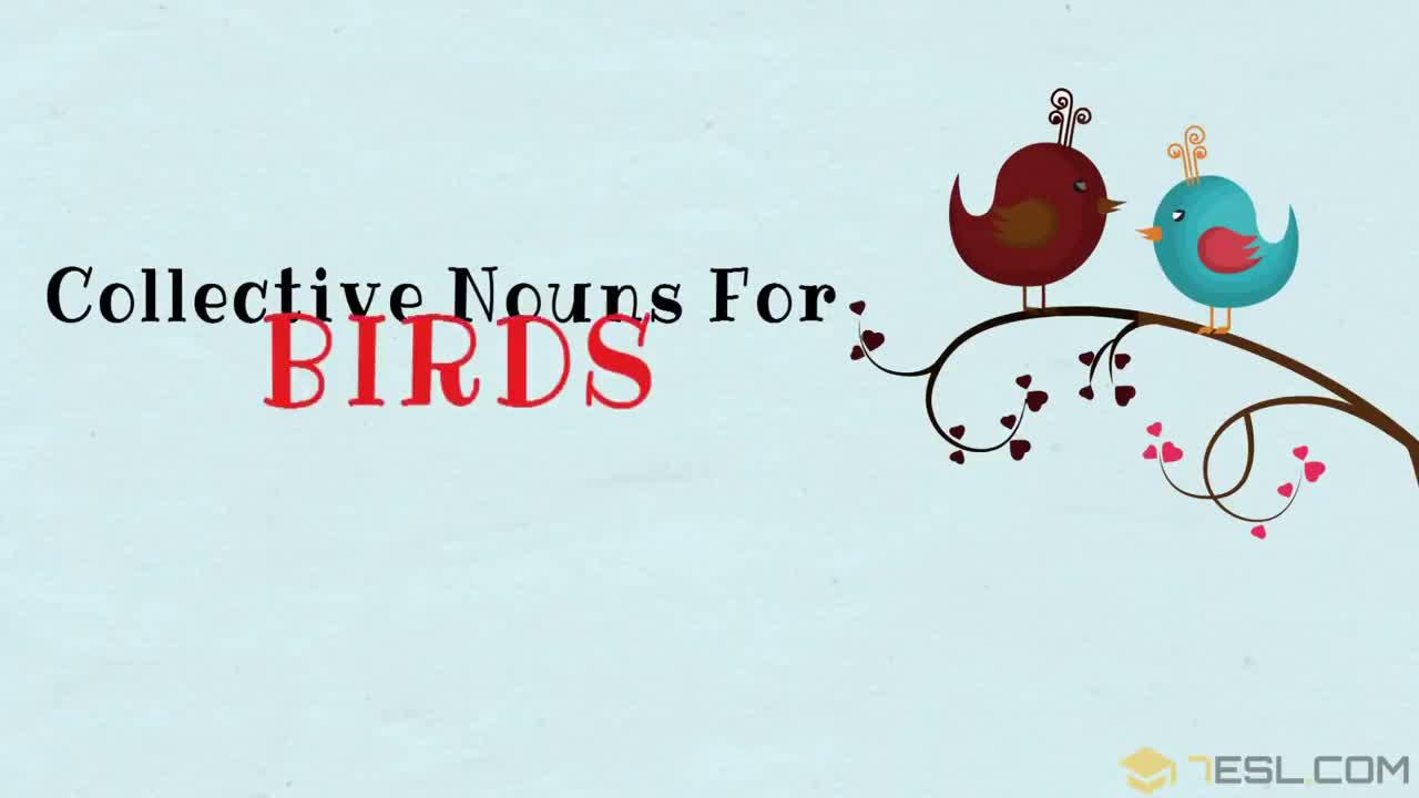 Animal Group Names - 80 Collective Nouns For ANIMALS to Expand Your VOCABULARY (You Might Not Know)-haeOmyIFkFs