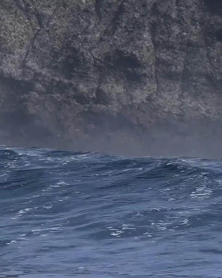 Sea lions surfing huge waves