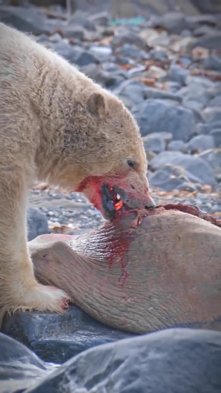 Predator and prey — nature’s oldest story, still going strong