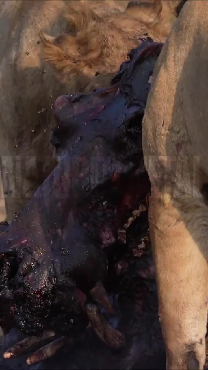 Lions don’t mind the stench — they’re all in on this decomposing meal.