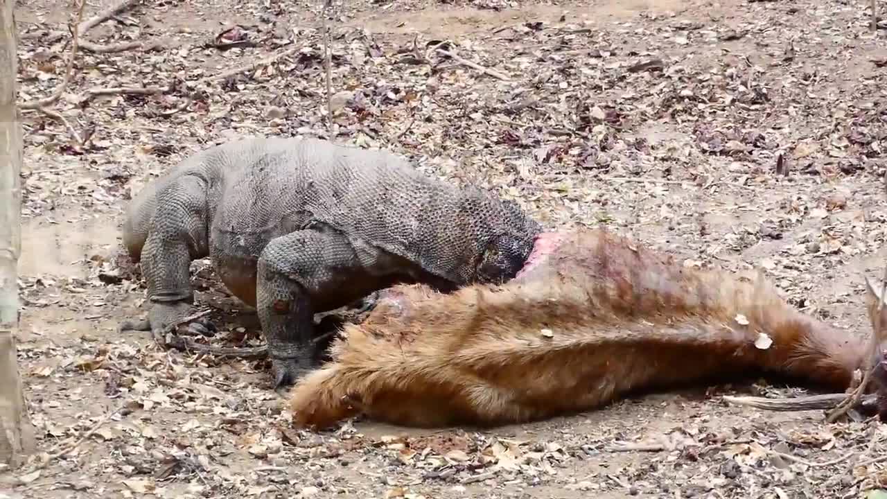 Komodo dragon disembowels its prey like nature wrote the script in blood