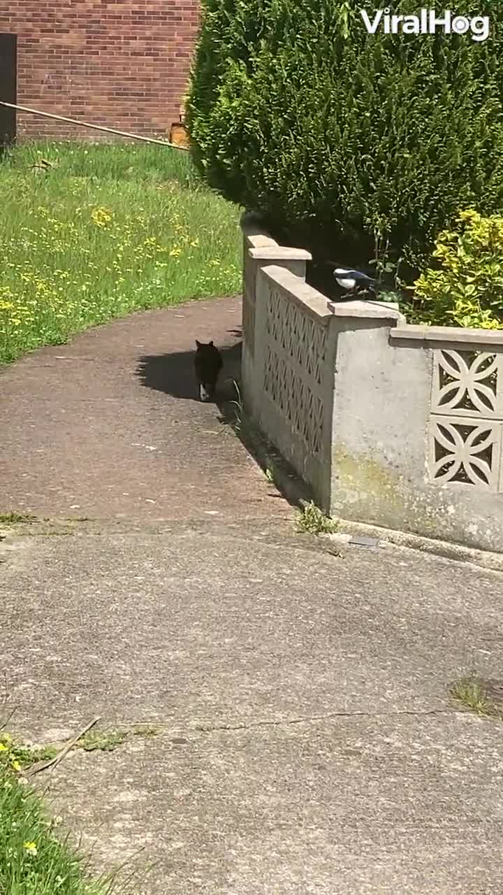 Magpie following a cat pretending it’s not
