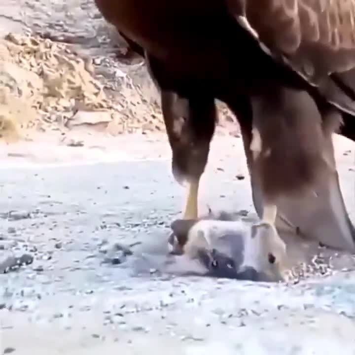 Raptor gets a fresh meal