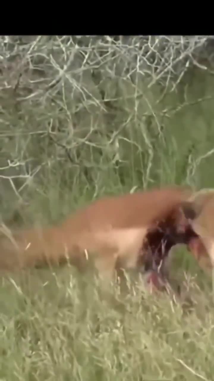 Going straight for the guts