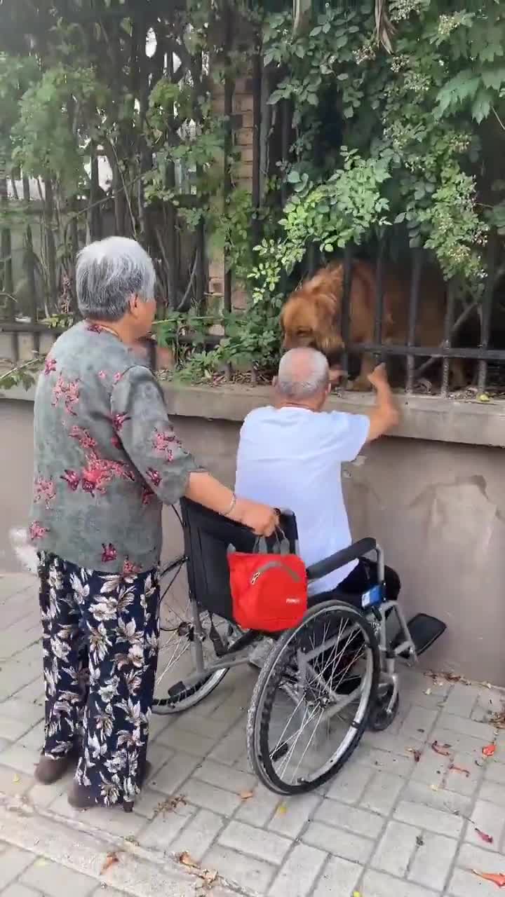 Two friends meet every day, the old man passes by, the dog always waits.
