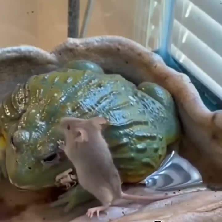 Predator moves faster than your reaction time