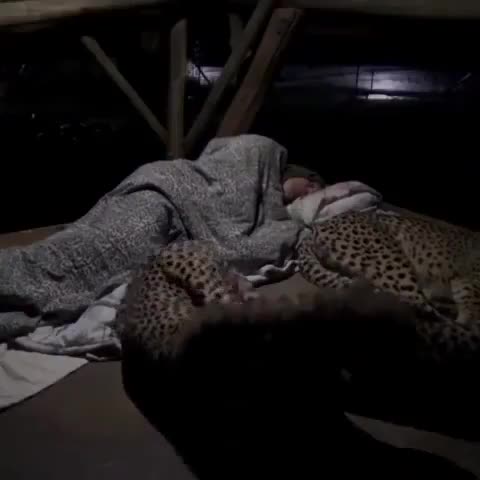 A family of cheetah sleep with the forest guard every night