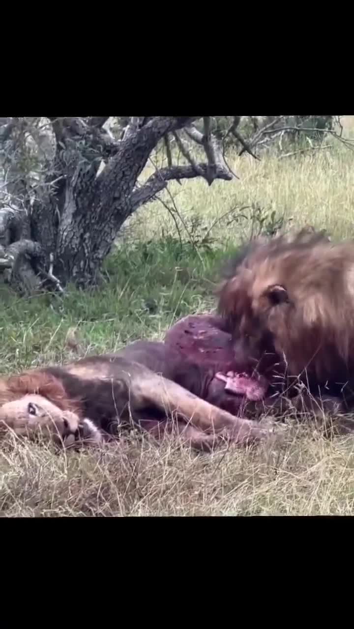 Nature doesn’t care. Lions devour one of their own