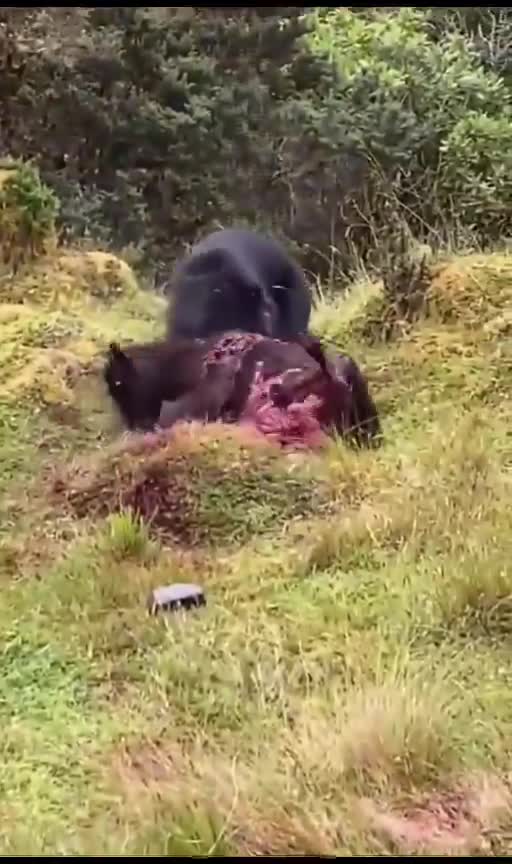Nature doesn’t care — organs exposed, flesh stripped to the bone