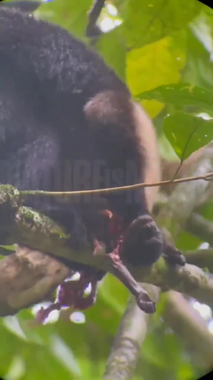 No exception in nature — monkey feasts on an infant of its own species
