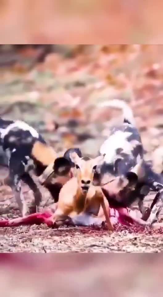 Predators rip open a deer and fight over its spilling entrails