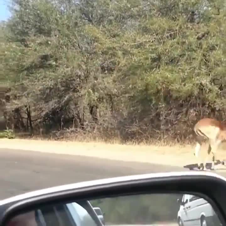 Built for running and jumping, the Impala is able to make jumps that are more than 10 m long and 3 m high