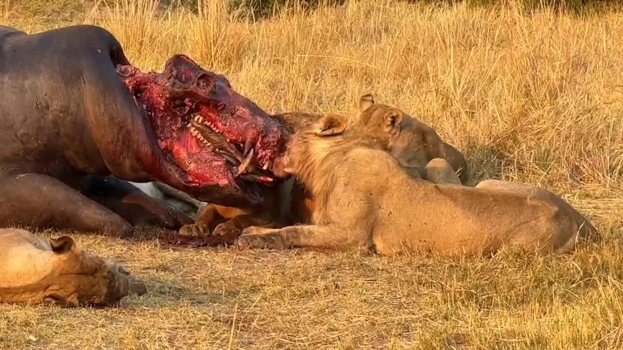 Lions dig in, starting at the head