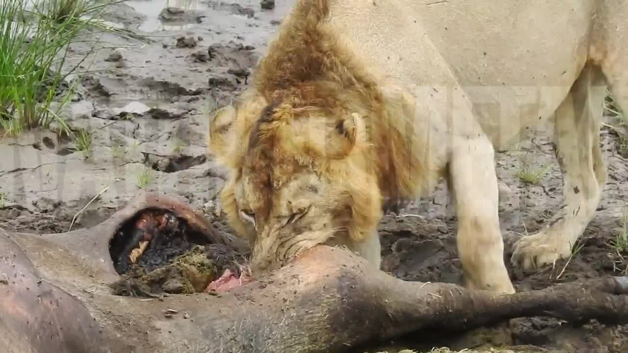 Rotting flesh, buzzing flies, and a lion that couldn’t care less.