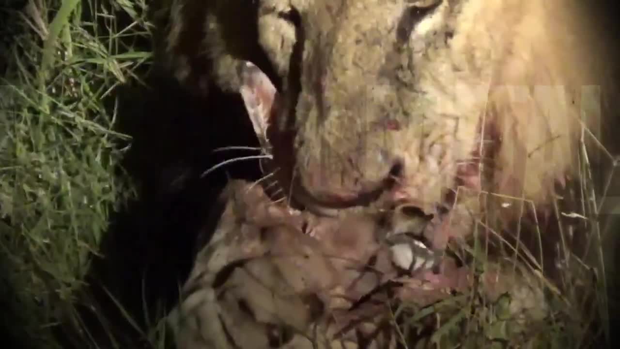 A deer’s skull doesn’t stand a chance