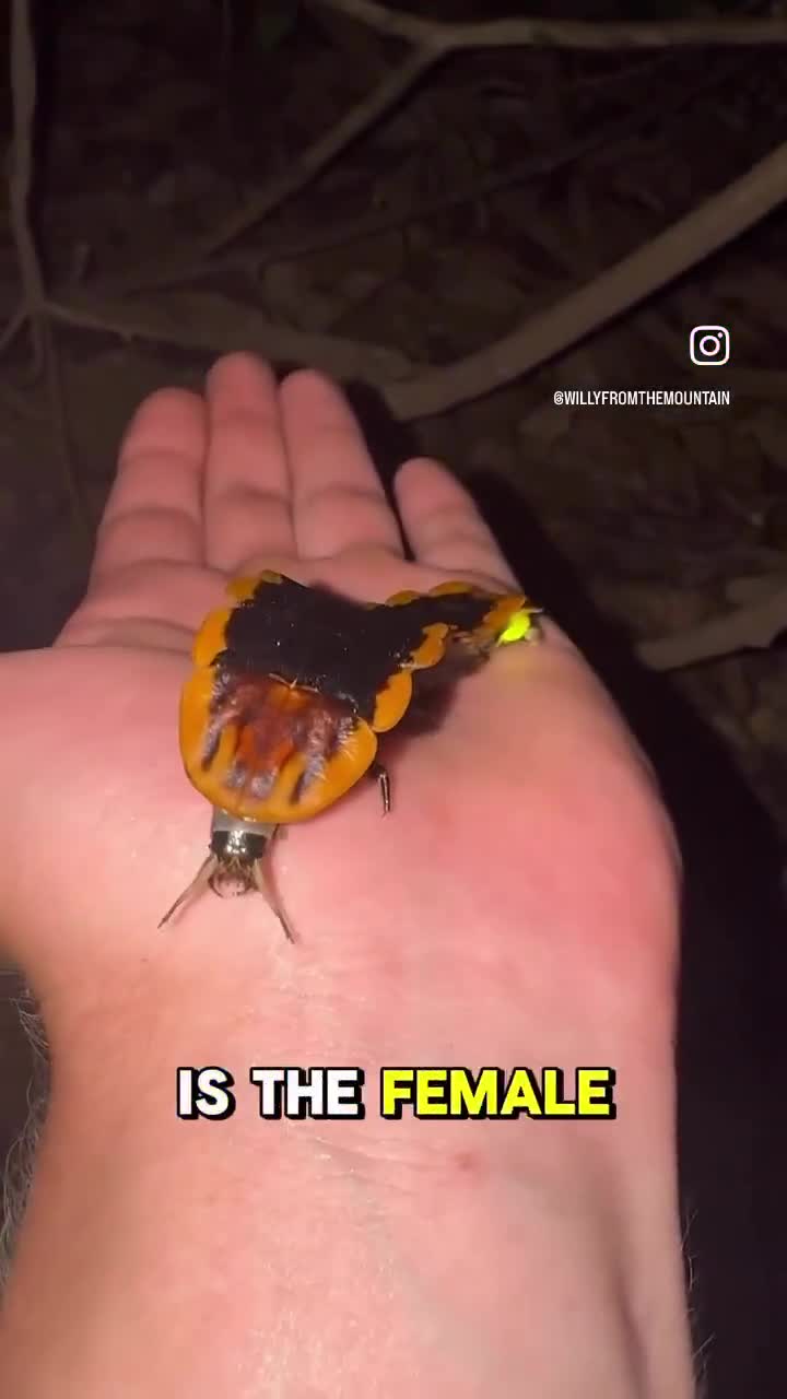 The female giant firefly (Lamprigera)