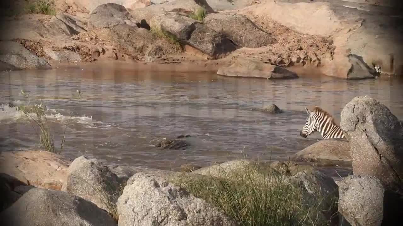 Zebra gets its belly torn open by a crocodile in brutal river ambush