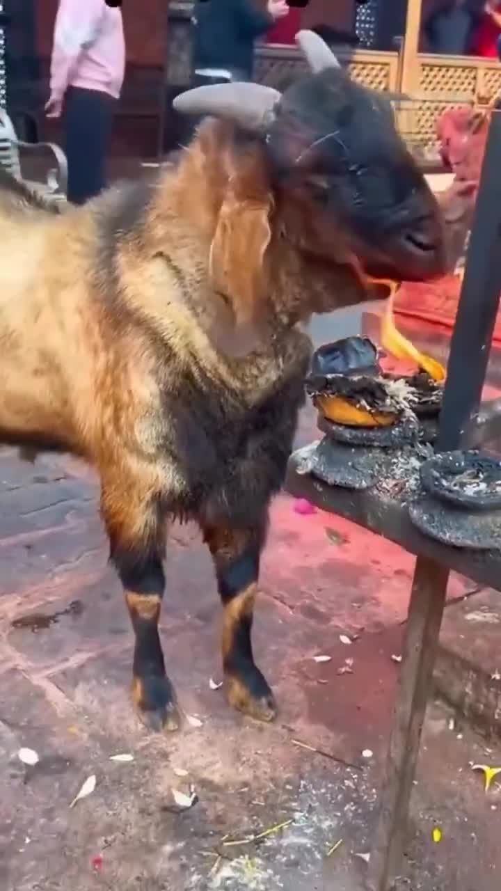 Goats tend to be affected by ticks and other skin and fur parasites.
