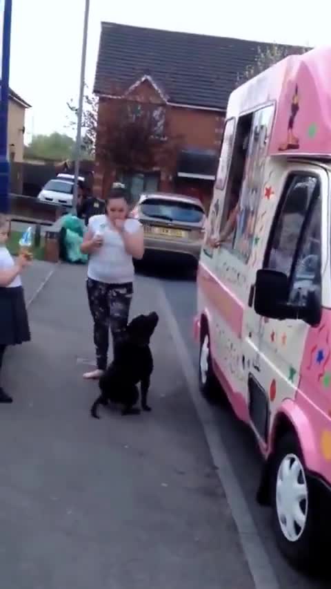 The dog thought that if he waited in line, he would get some ice cream.